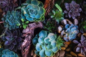 plants