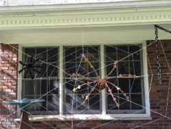 spider
