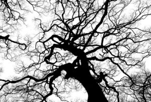 tree companies