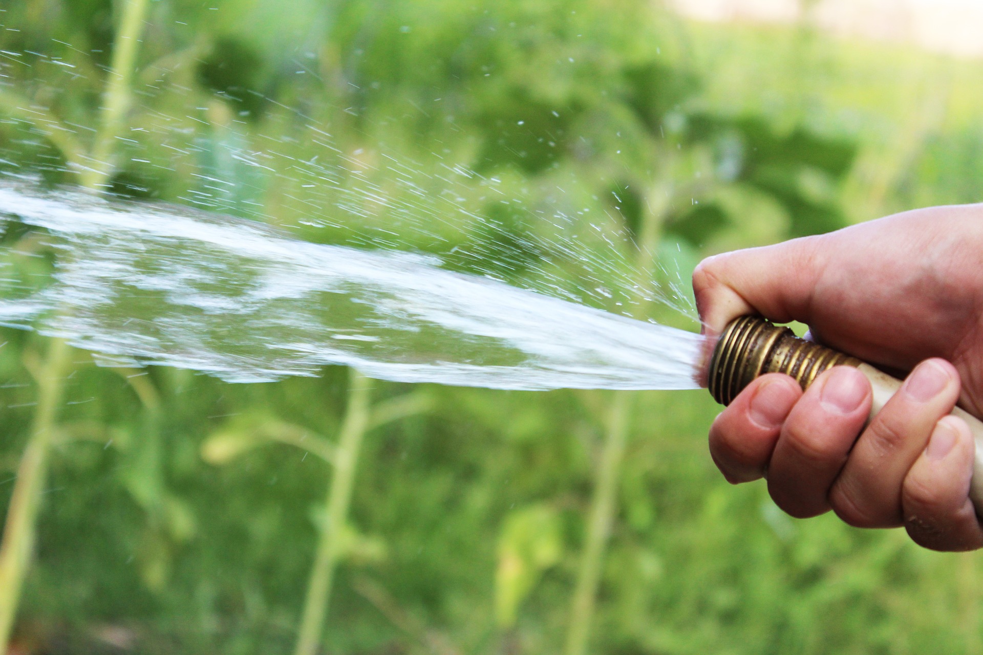 watering 